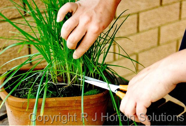 Chives Harvesting